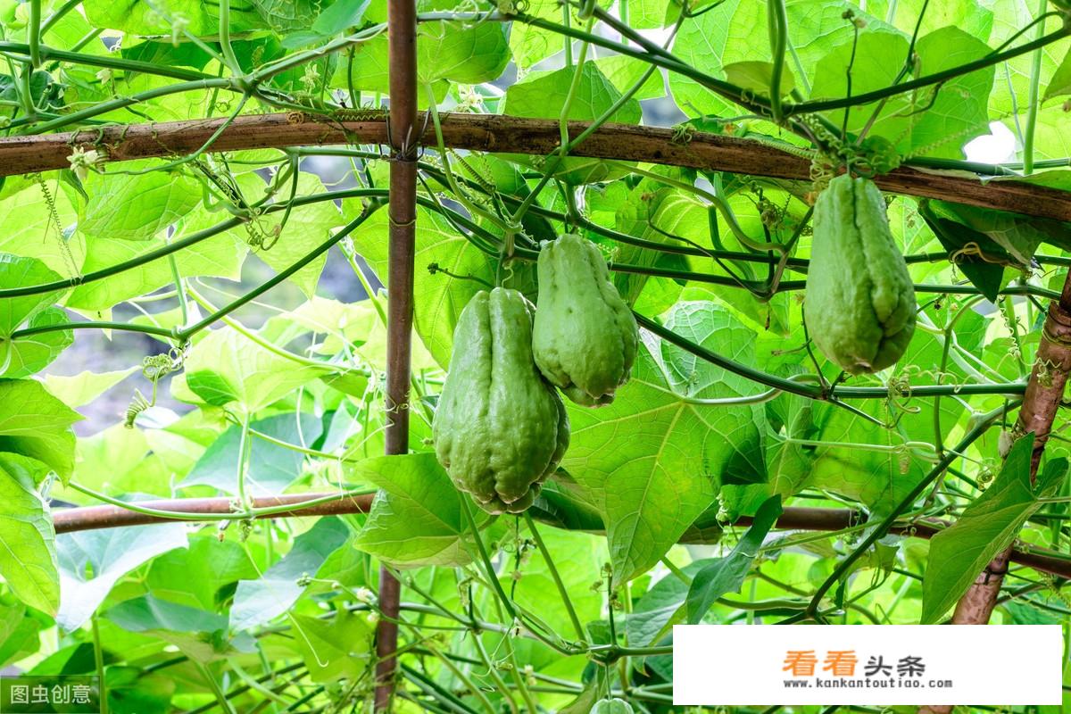 佛手瓜既能当水果又能当蔬菜，价格还不错，为什么北方种植的少？