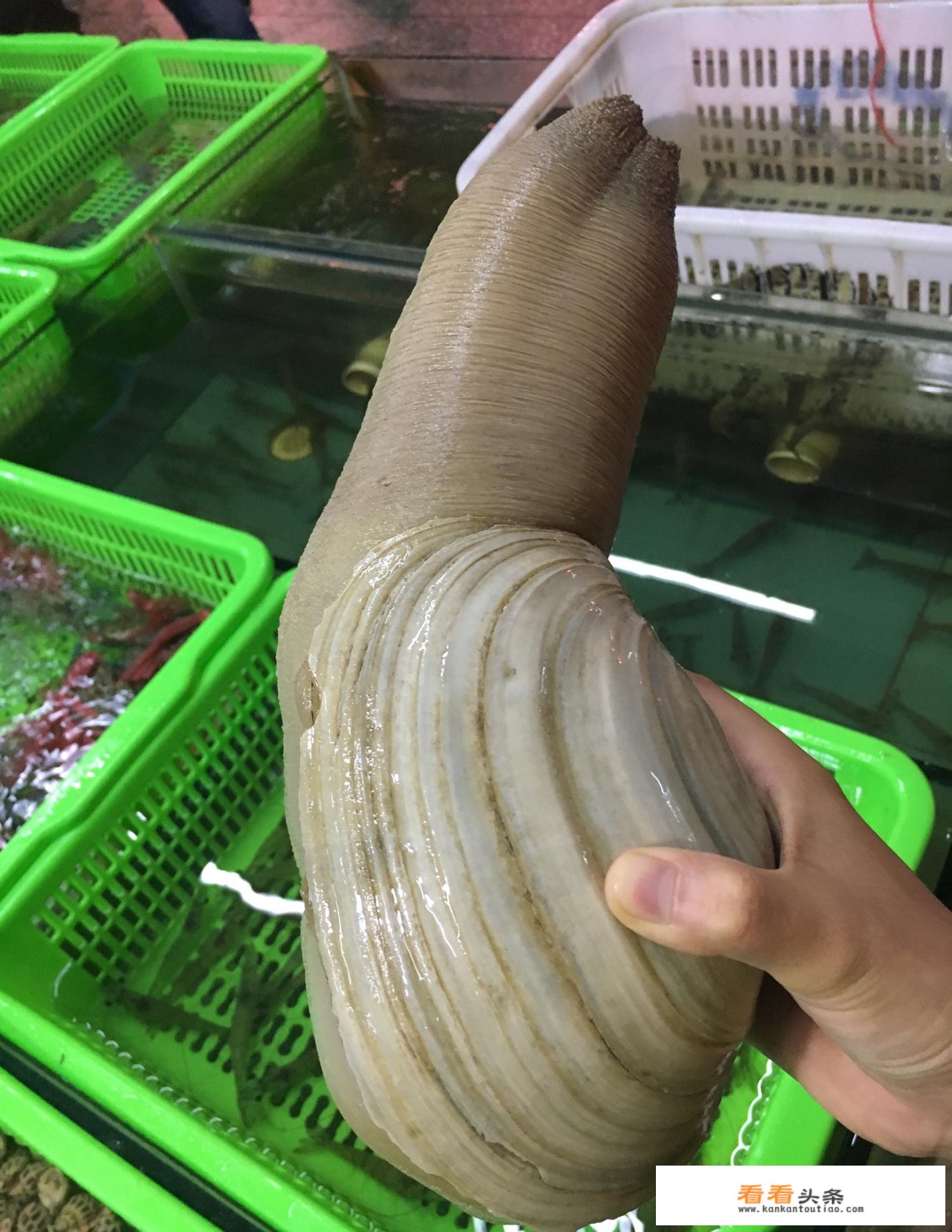 象牙蚌是什么意思？