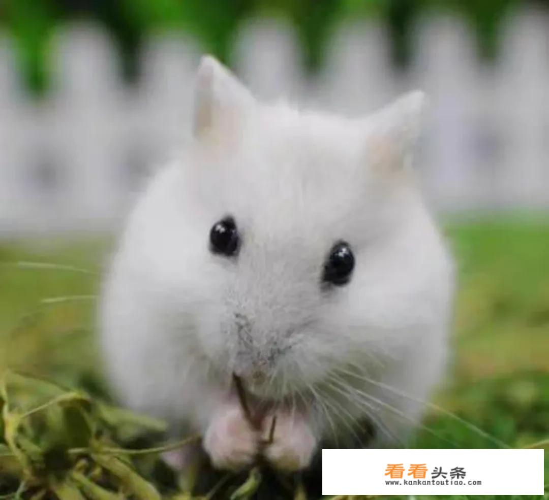 pc端挣钱游戏？