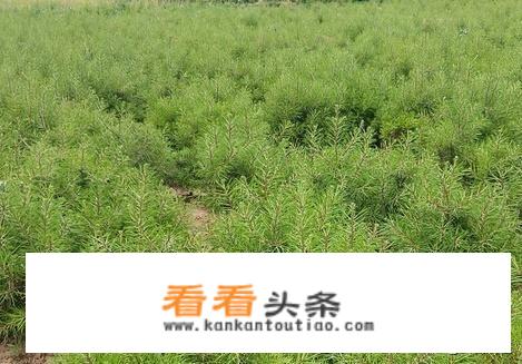 种植白皮松的前景，为什么白皮松价格这么高？