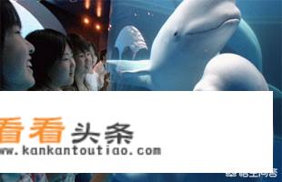 大连旅游集团怎么样？