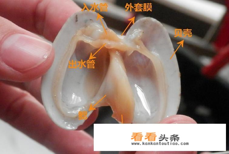 花蛤先焯水还是直接炒？