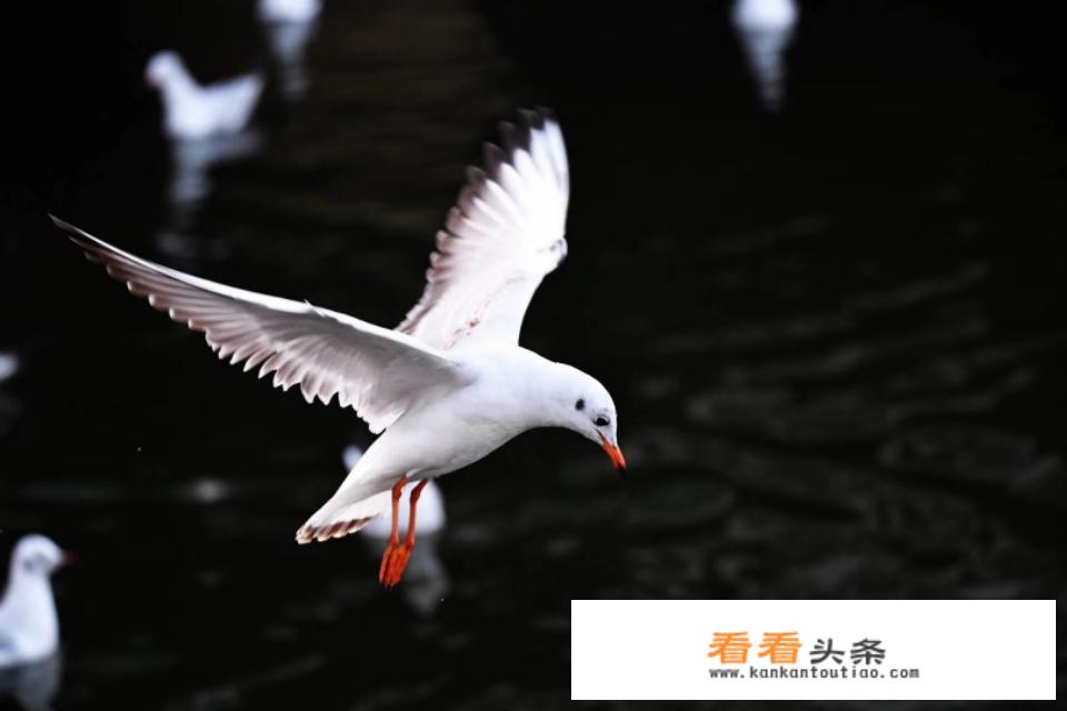 佳能七大最实惠镜头？