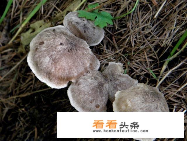 在农村有一种蘑菇叫做“狗尿苔”，这种蘑菇能吃么？为什么？能人工种植么？