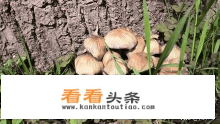 在农村有一种蘑菇叫做“狗尿苔”，这种蘑菇能吃么？为什么？能人工种植么？
