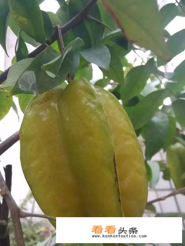 降火水果？