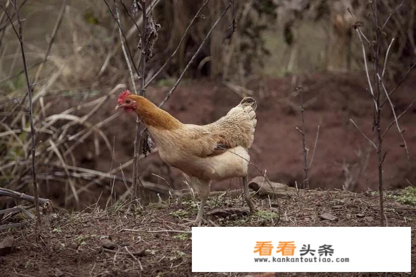 为什么厨师炒的鸡蛋滑嫩松软？