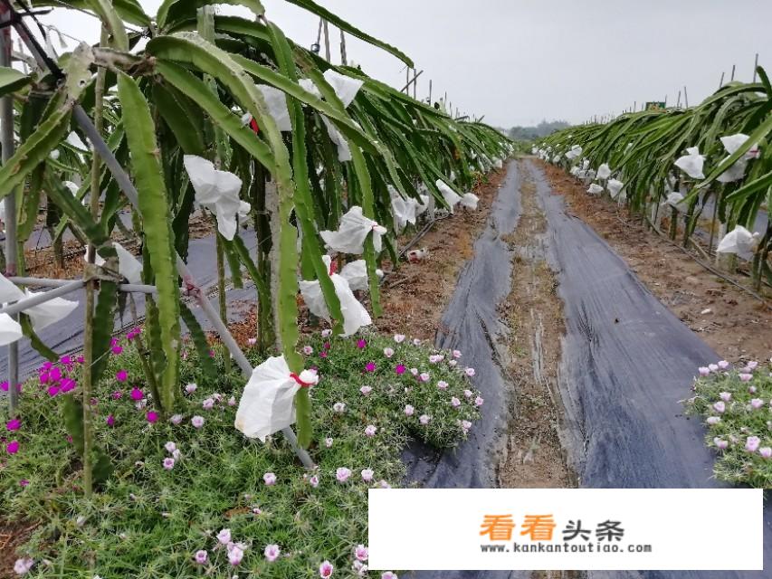 小孩多大可以吃火龙果？火龙果是不是上火呀？