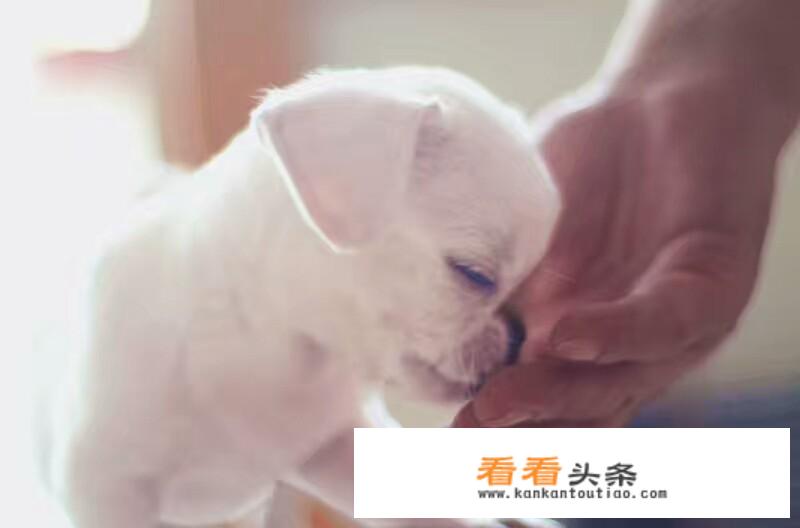 京巴狗有什么特别的优缺点？希望有养过的人赐教一下？