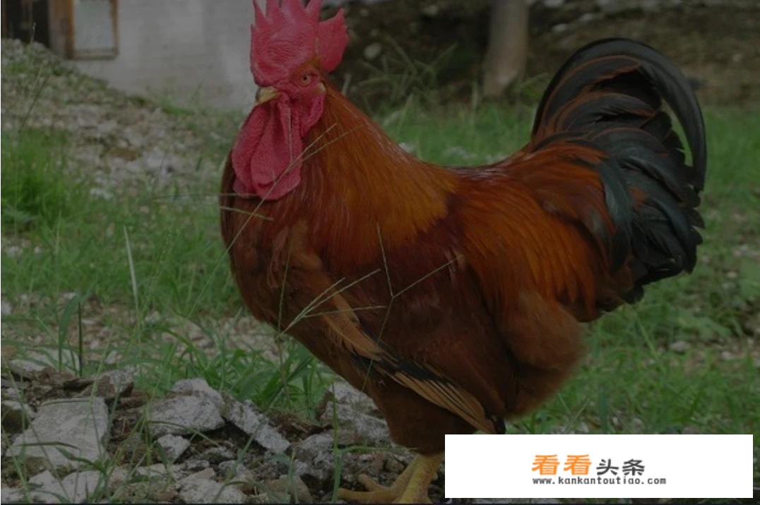 大白鹅啥意思？