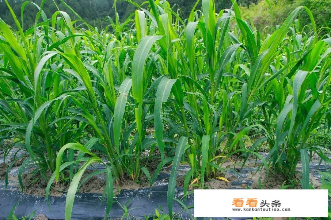 小米是什么粮食？