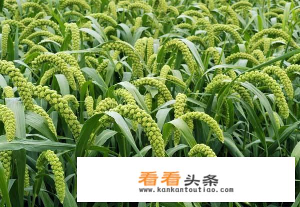 小米是什么粮食？