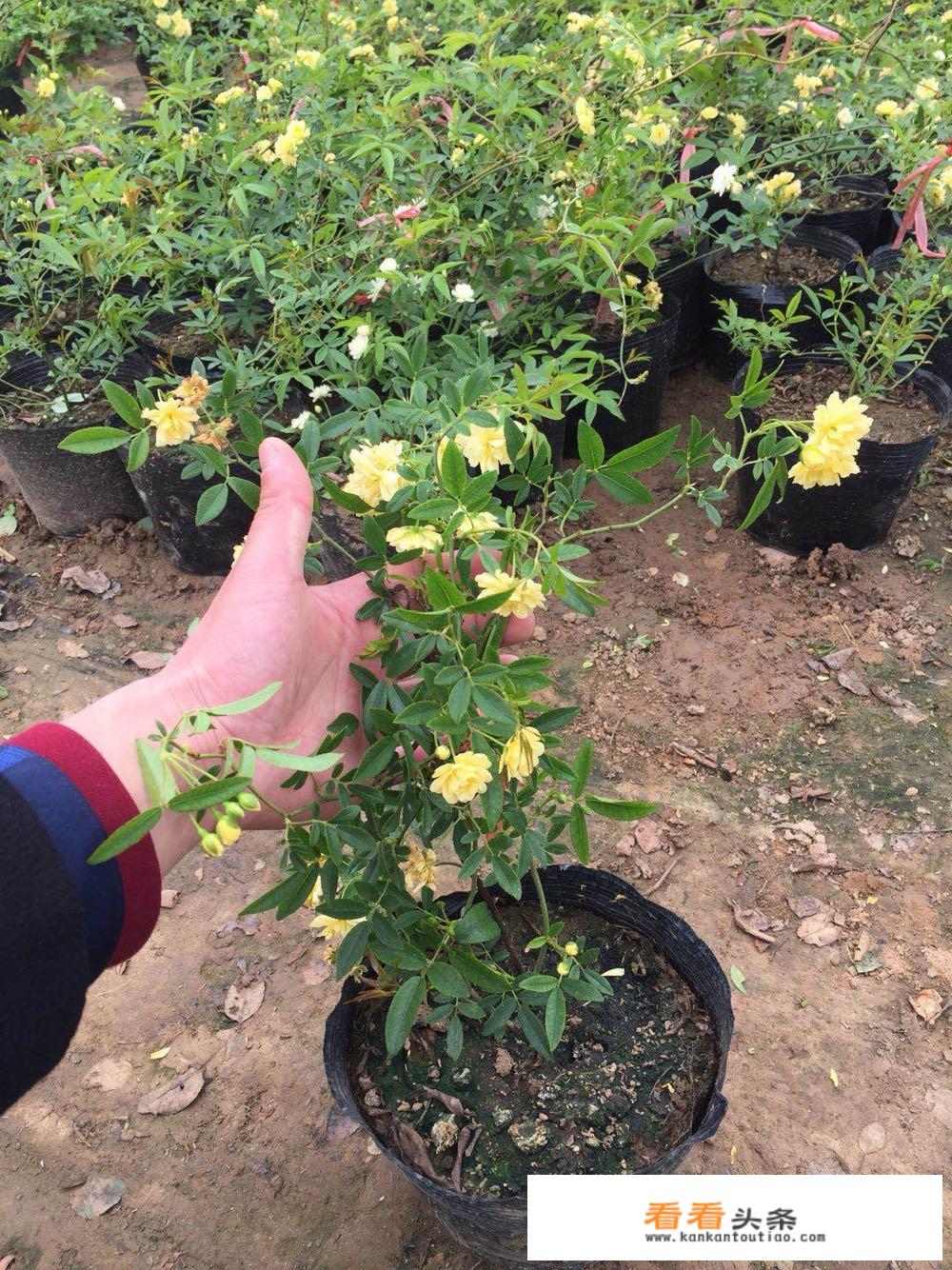 木香花养殖方法？