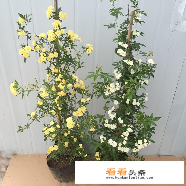 木香花养殖方法？