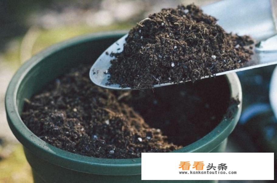 木香花养殖方法？