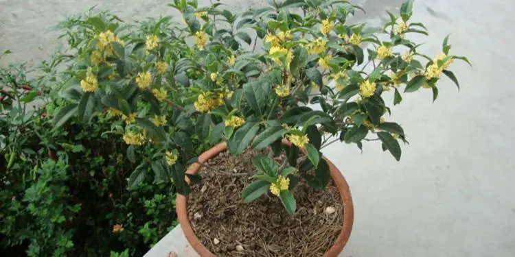四季桂花的养殖方法？