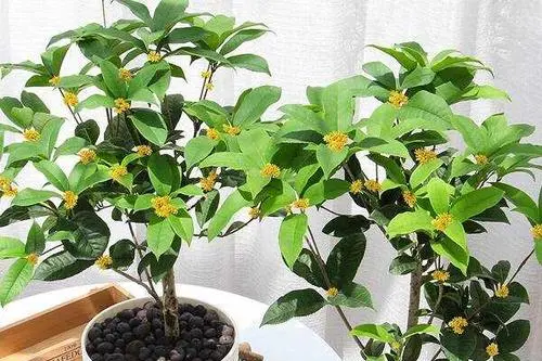 四季桂花的养殖方法？