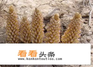 肉桂是不是桂皮？
