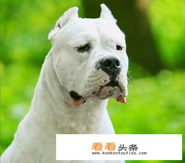 杜高怎么看纯不纯？