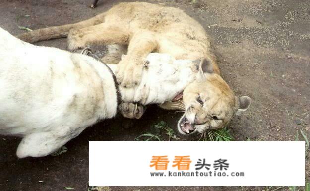 杜高怎么看纯不纯？