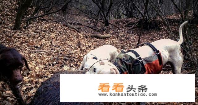 杜高怎么看纯不纯？