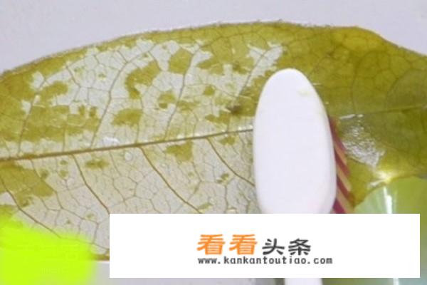 树叶书签教程？