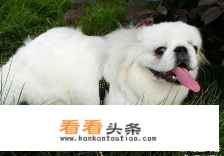 如何辨别正宗京巴幼犬？