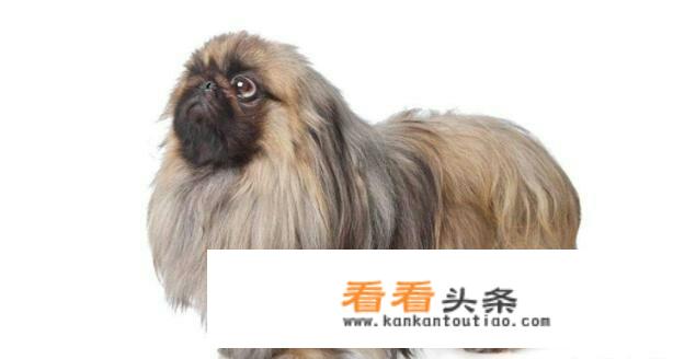 如何辨别正宗京巴幼犬？
