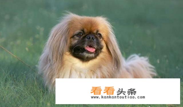 如何辨别正宗京巴幼犬？