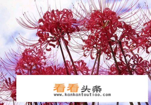 高义抢高进媳妇是哪部剧？