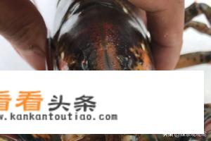 清蒸波士顿龙虾做法？