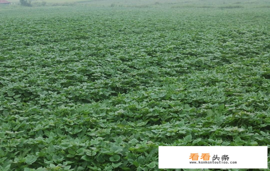 番薯叶怎么摘洗？