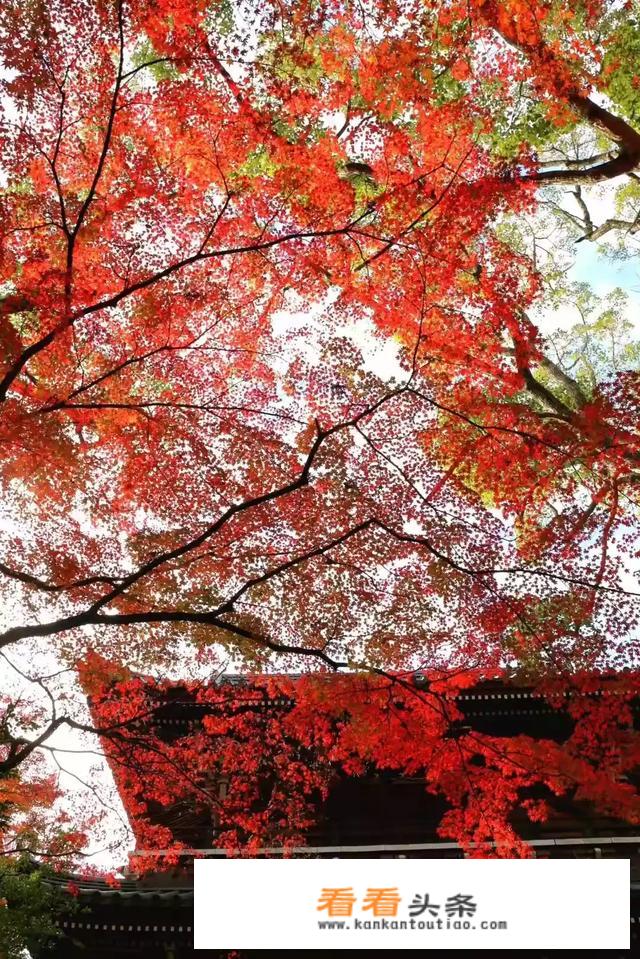 12月份去日本旅游好吗？