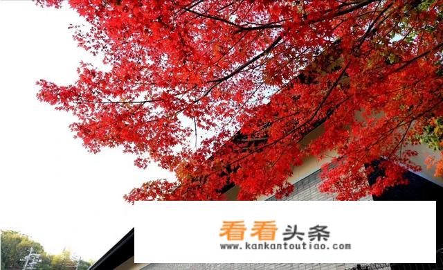 12月份去日本旅游好吗？