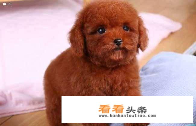 京巴狗一天吃多少狗粮，喂养时注意什么？