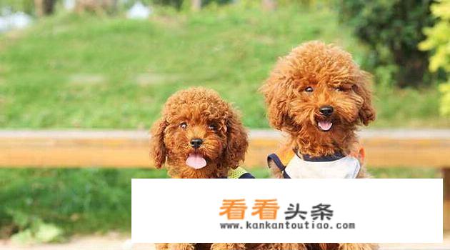 京巴狗一天吃多少狗粮，喂养时注意什么？