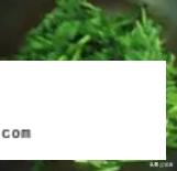 茼蒿的做法,茼蒿菜怎么做好吃？
