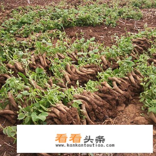 葛根粉的作用与功效？