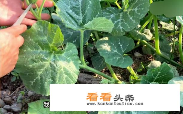 扁豆整枝摘心方法？