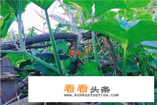 扁豆整枝摘心方法？