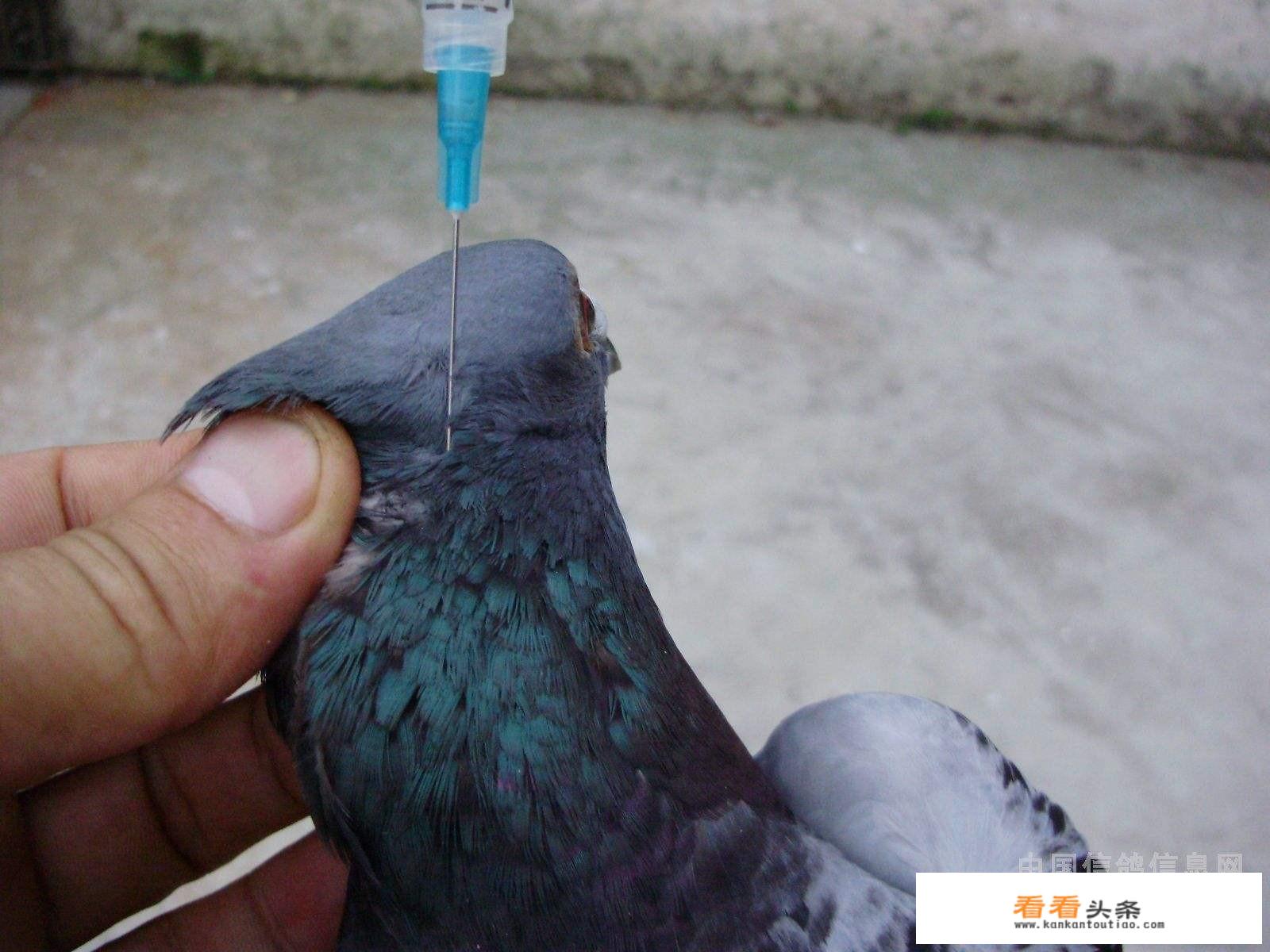 信鸽做完疫苗注意什么？