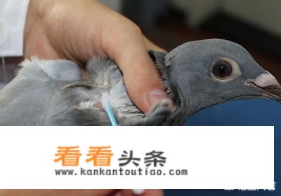 信鸽做完疫苗注意什么？