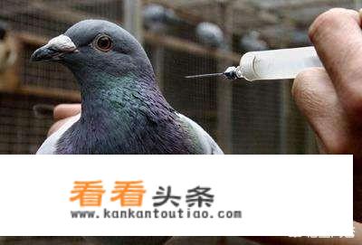 信鸽做完疫苗注意什么？