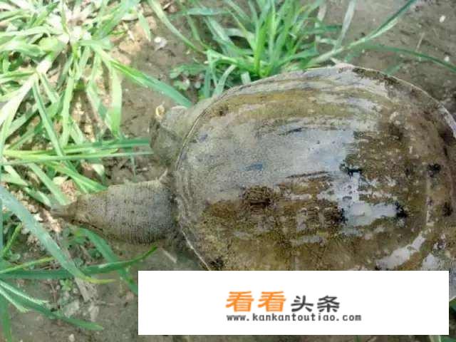 农村人讲老鳖，外称甲鱼，有家养，有野生，红烧清炖，野生和家养，哪种营养最高？