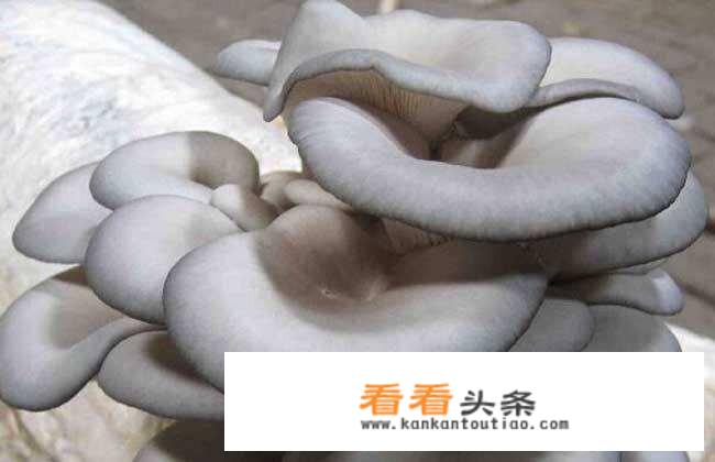 凤尾菇的做法？