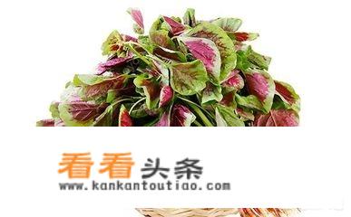 红苋菜和青苋菜什么区别？