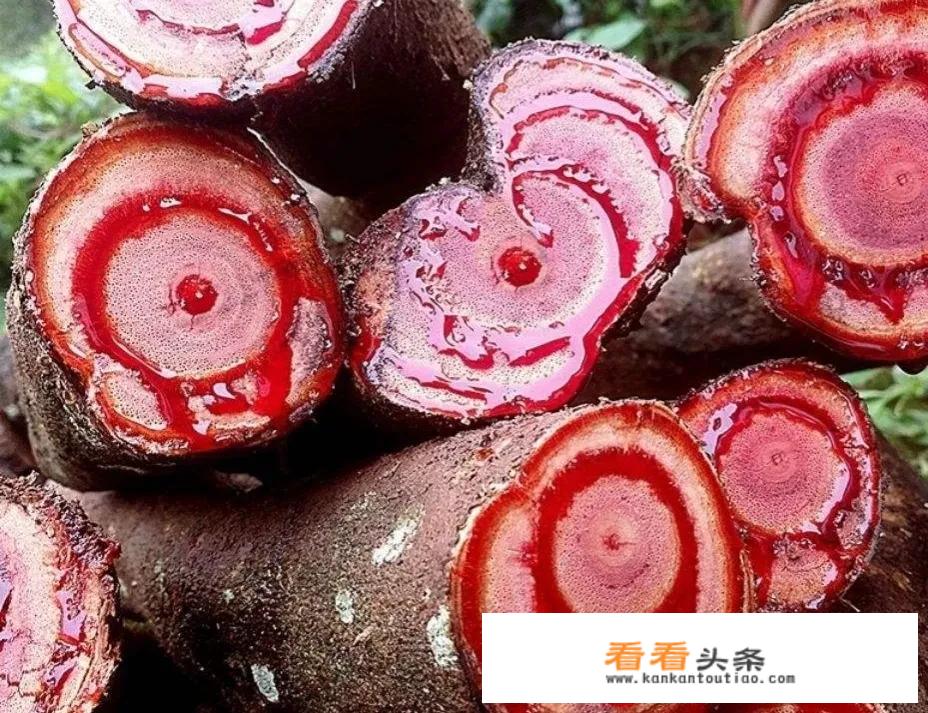 鸡血藤的功能与作用？
