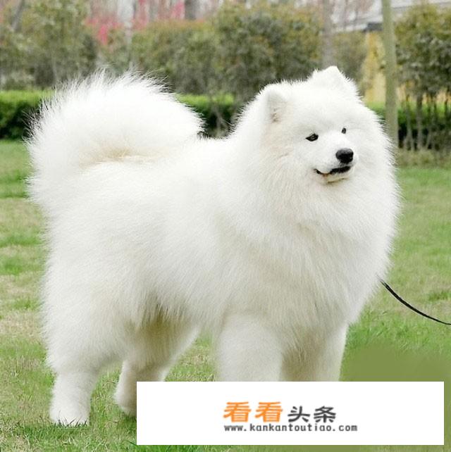 美毛粉和卵磷脂有什么区别？