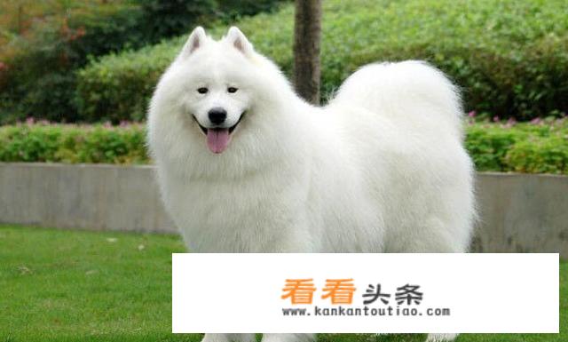 美毛粉和卵磷脂有什么区别？