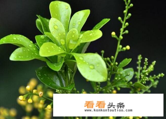 米兰买回来不到一个星期叶子都落光了怎么回事？